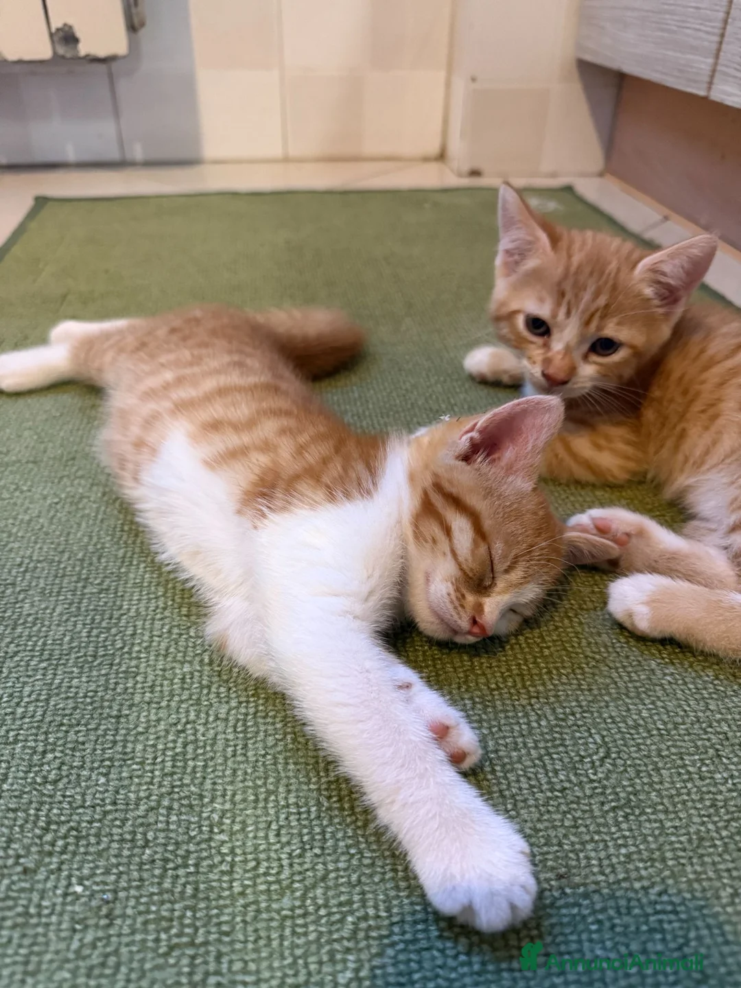 Meticcio gatti in regalo: Regalo Gattini - Annuncio 1