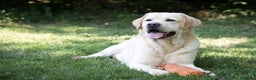 Labrador cani in vendita: Cuccioli di Labrador con pedigree - Annuncio 3