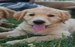 Golden Retriever cani in vendita: Cuccioli Golden Retriever  a Provincia di Vicenza - Immagine 2