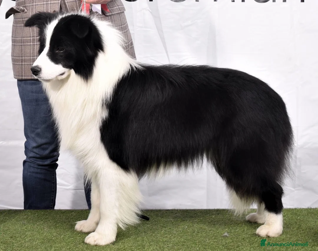 Immagine della galleria {{count}}