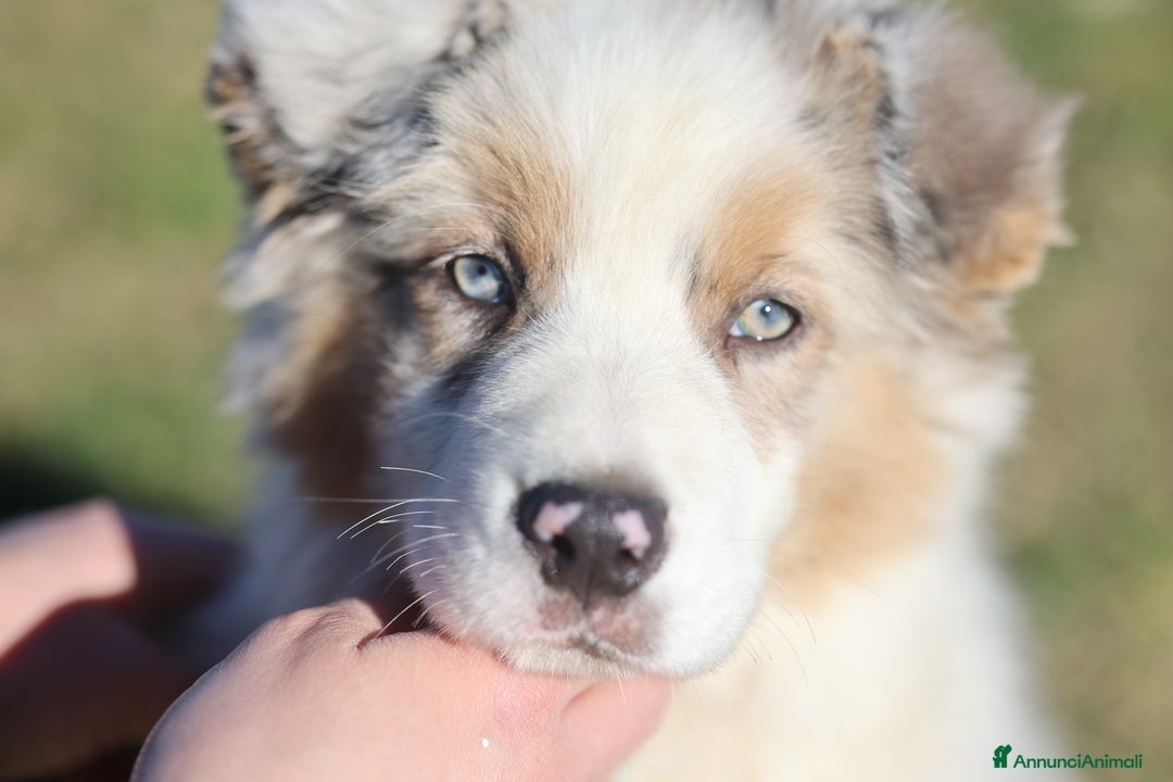 Australian Shepherd cani in vendita: Cucciolo di pastore australiano  - Annuncio 6