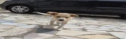 Meticcio cani in regalo: FIAMMA 🩷  IL CORAGGIO HA QUATTRO ZAMPE a Provincia di Asti - Annuncio 6
