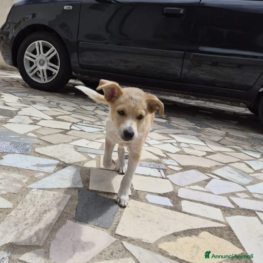 Meticcio cani in regalo: FIAMMA 🩷  IL CORAGGIO HA QUATTRO ZAMPE a Provincia di Asti - Annuncio 6