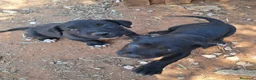 Cane Corso cani in vendita:  CUCCIOLI DI CANE CORSO a Provincia di Lecce - Annuncio 3