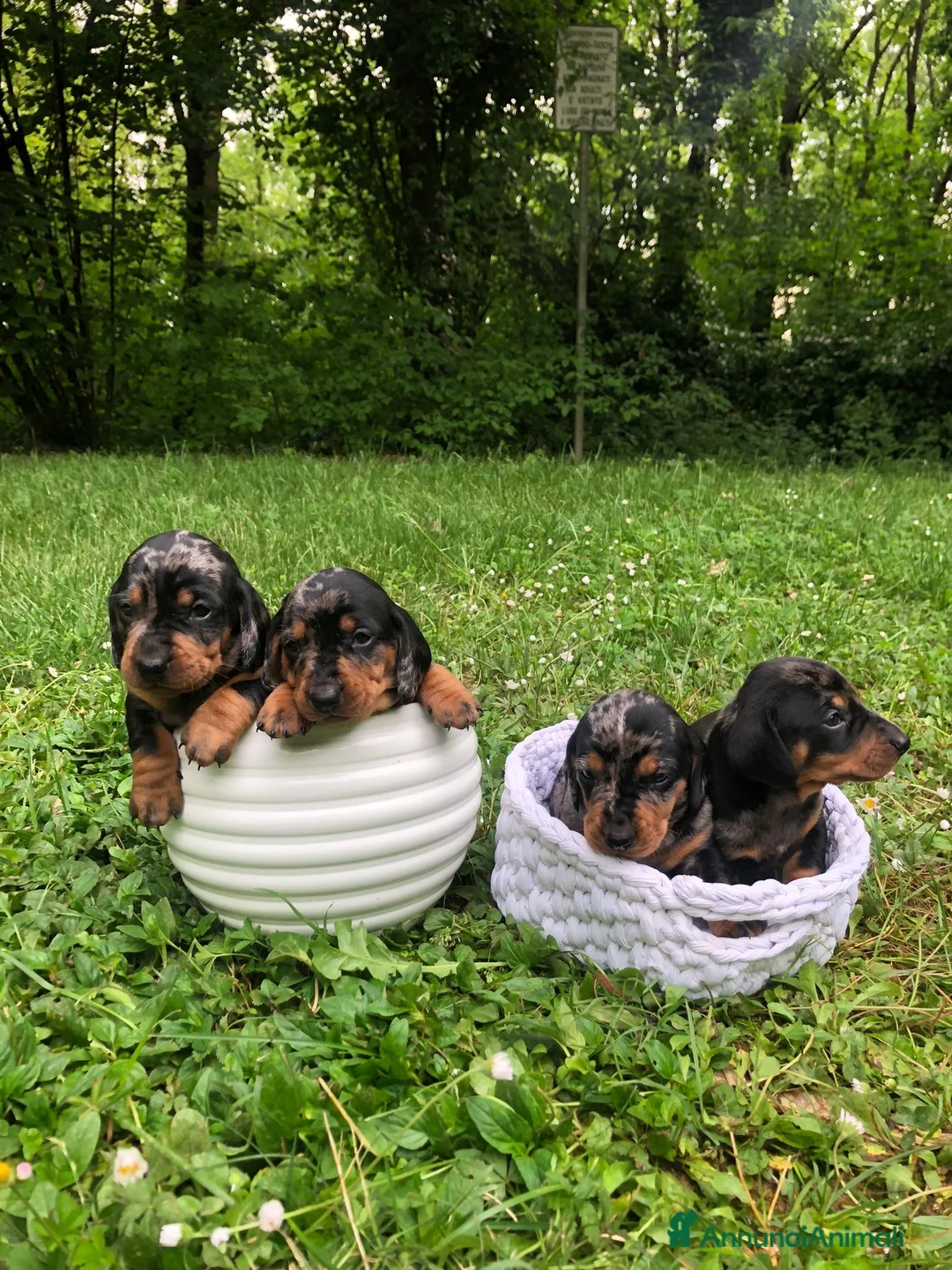 Bassotto cani in vendita: arlecchini silver - Annuncio 1