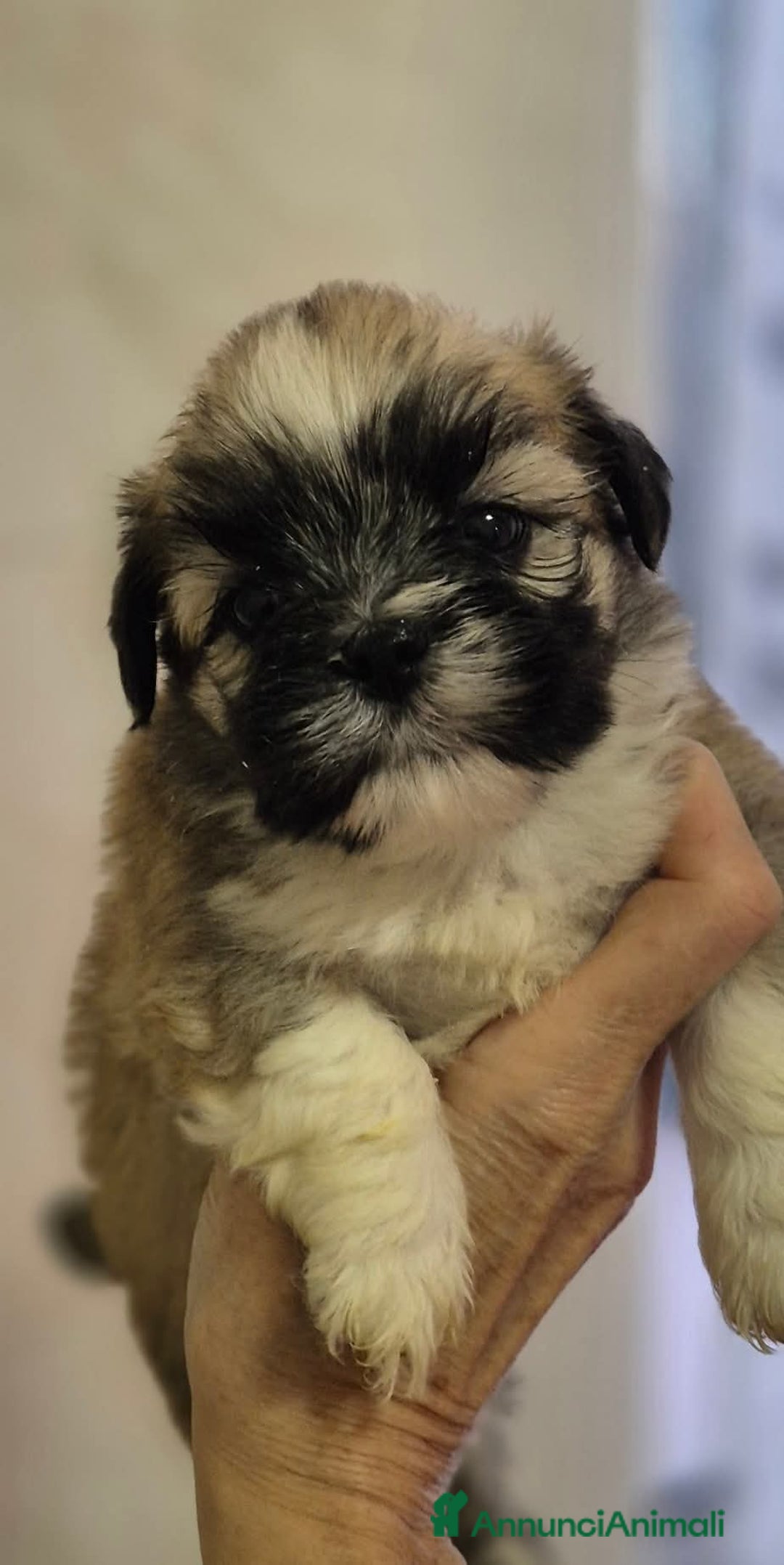 Lhasa Apso cani in vendita: Bellissimi cuccioli di Lhasa Apso - Annuncio 4