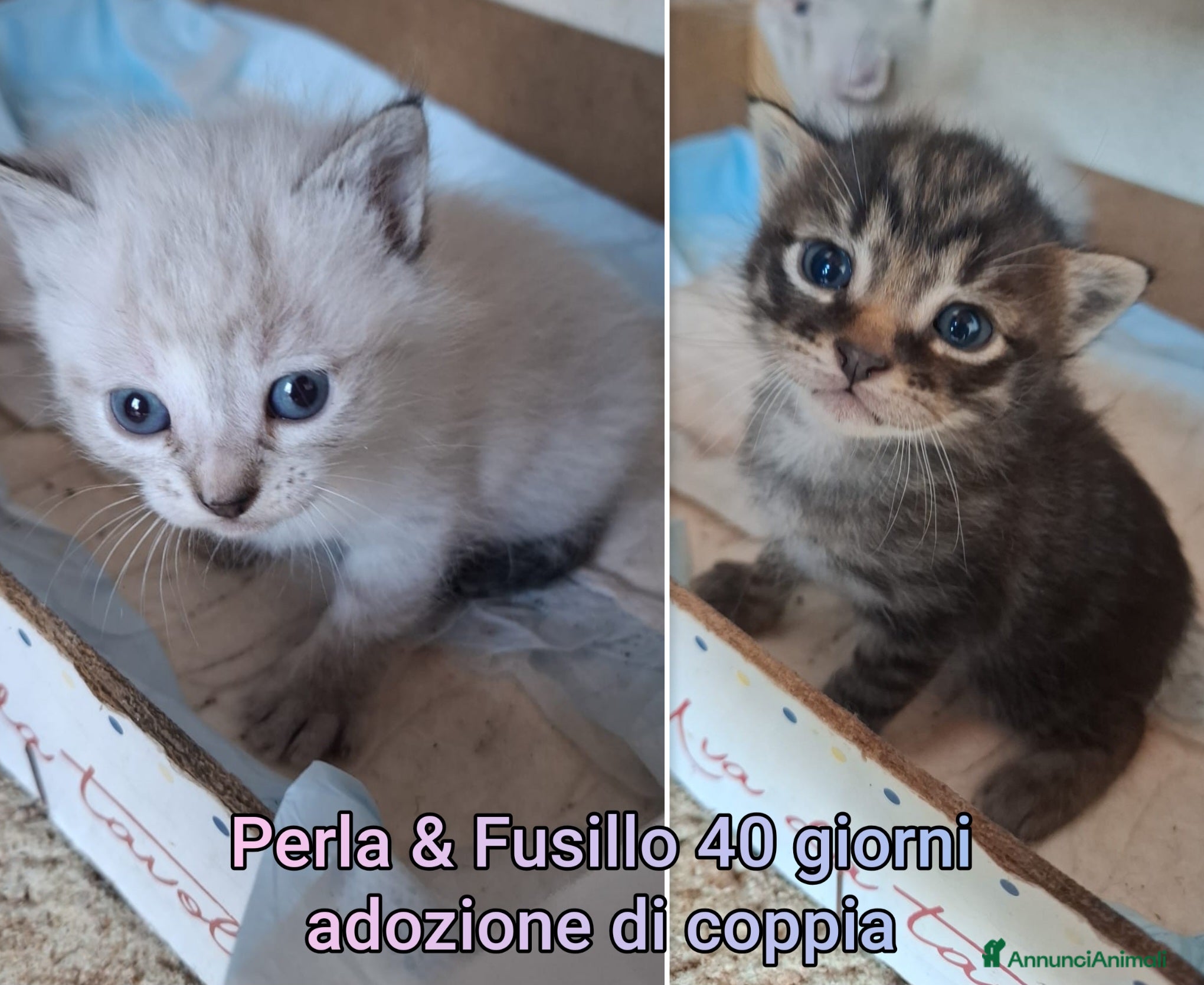 Altre razze gatti GATTINI ABBANDONATI: URGENTE  - Annuncio 19