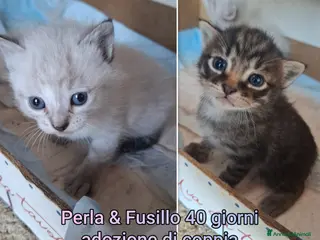 Altre razze gatti GATTINI ABBANDONATI: URGENTE - Annuncio 19