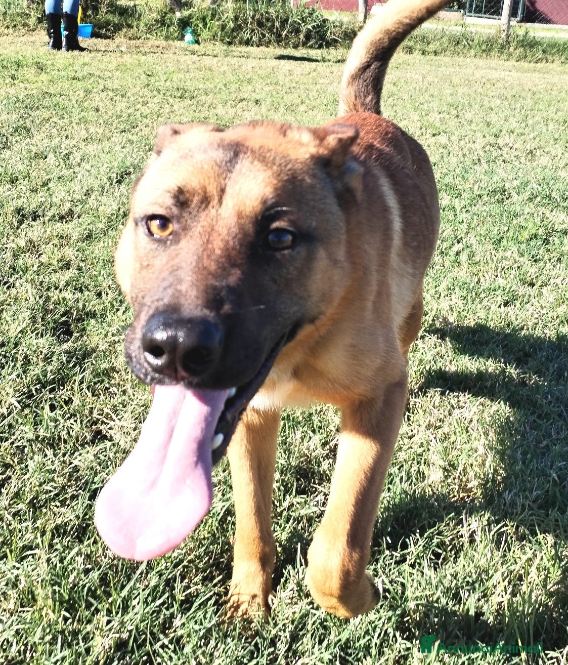 Meticcio cani Help per Vago un pastorello tutto pepe! a Provincia di Latina - Annuncio 2