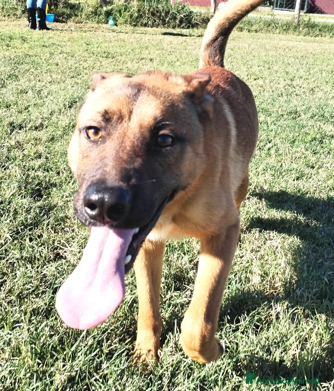 Meticcio cani in regalo: Help per Vago un pastorello tutto pepe! a Provincia di Latina - Annuncio 2