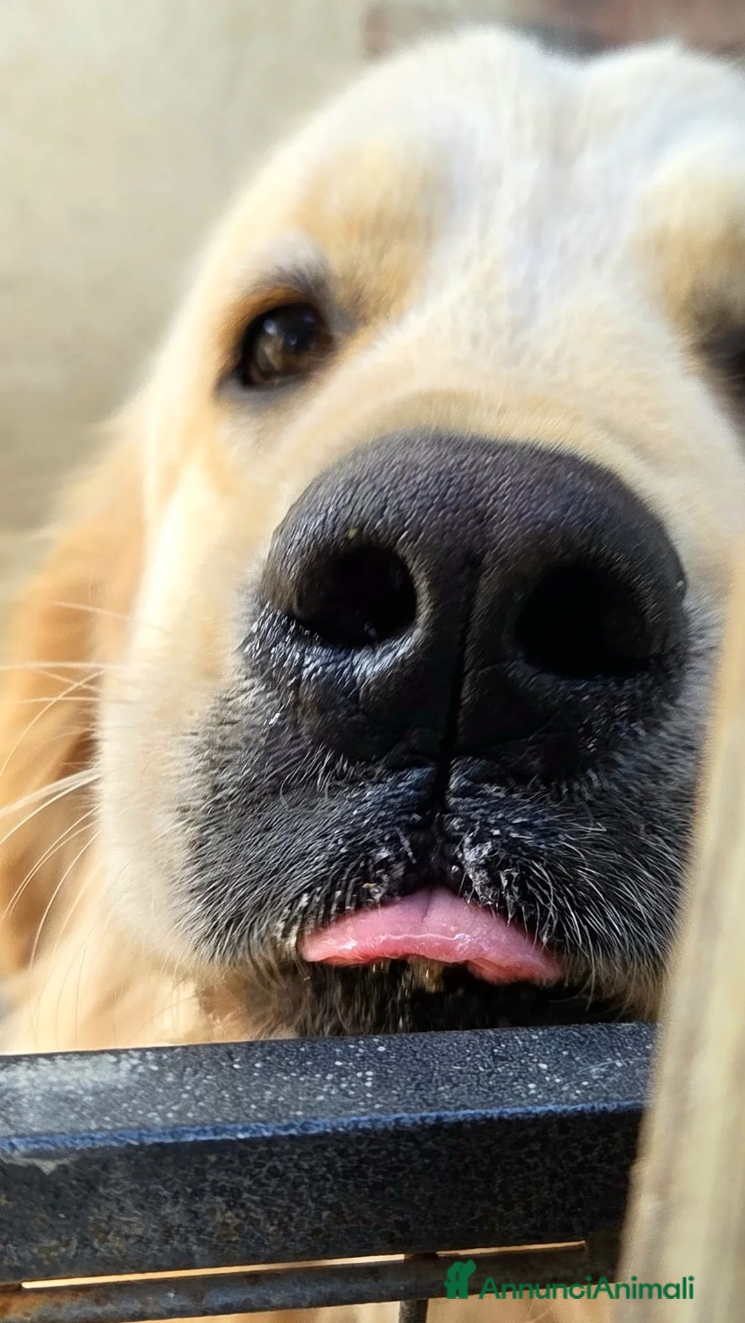 Golden Retriever cani in vendita: Golden Retriever  - Annuncio 3