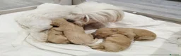 Maltipoo cani in vendita: Mini maltipoo - Annuncio 3