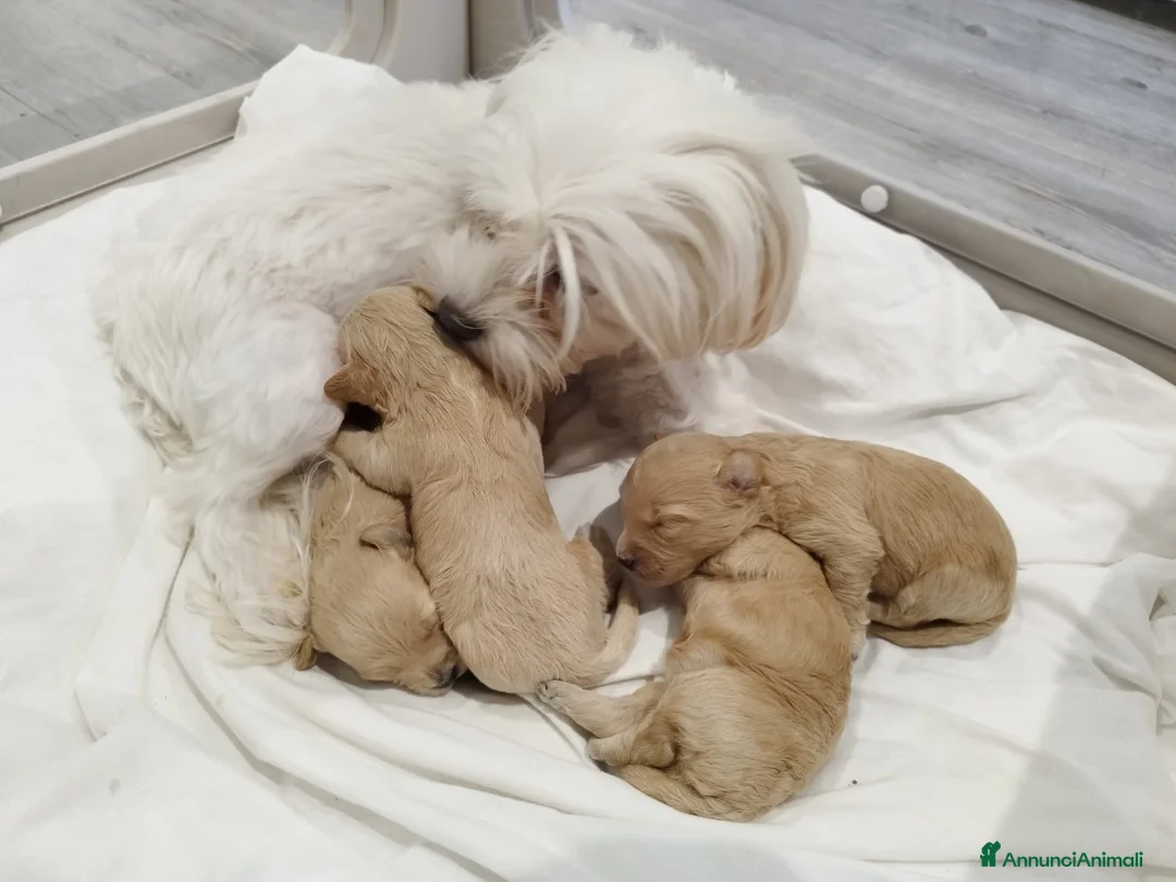 Maltipoo cani in vendita: Mini maltipoo - Annuncio 3