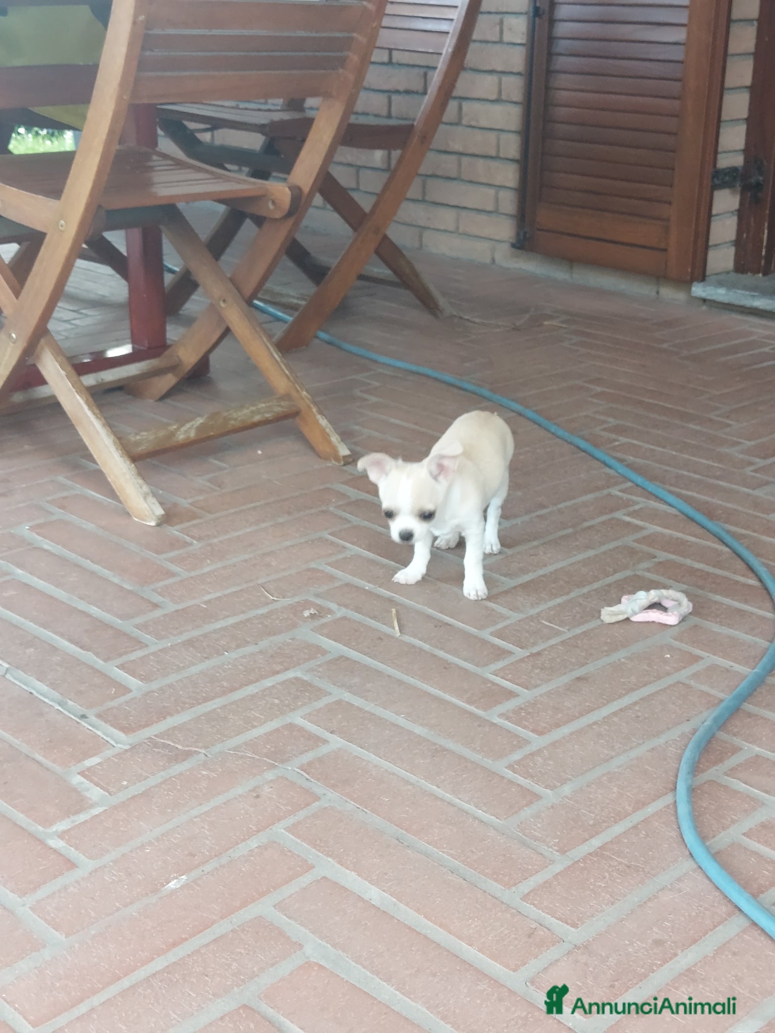 Chihuahua cani Cucciolo maschio di chihuahua - Annuncio 23