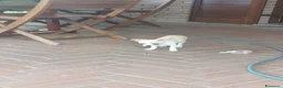 Chihuahua cani in vendita: Cucciolo maschio di chihuahua - Annuncio 4