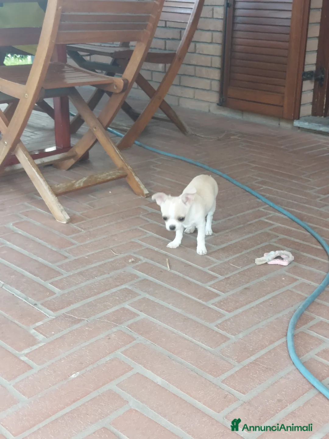 Chihuahua cani in vendita: Cucciolo maschio di chihuahua - Annuncio 1