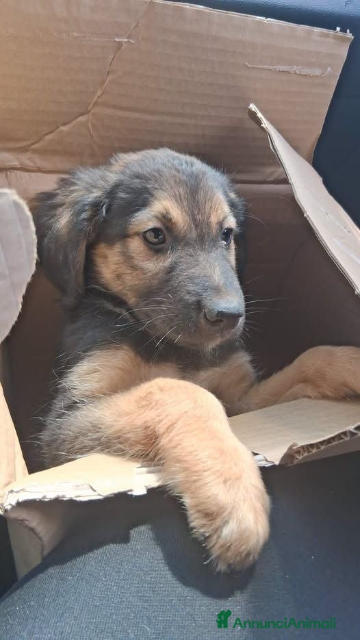 Meticcio cani Woodo - Annuncio 10