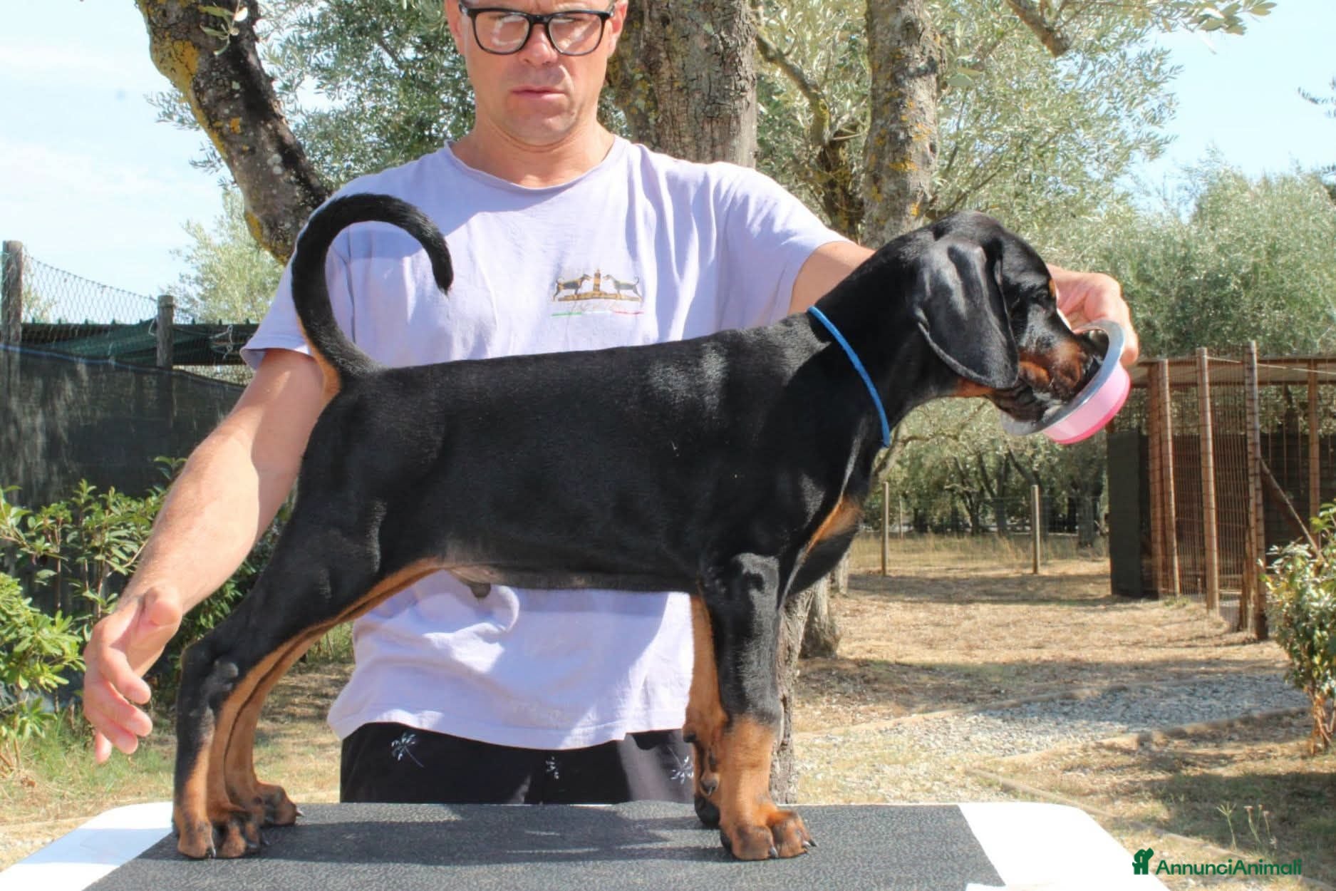 Dobermann cani Cuccioli di Dobermann  - Annuncio 2