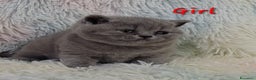 British gatti in vendita: Cucciole British shorthair  - Annuncio 17