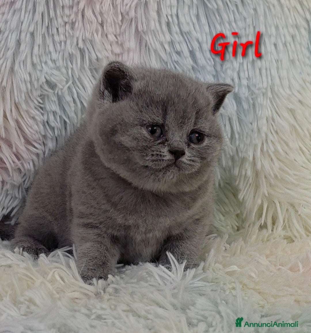 British gatti in vendita: Cucciole British shorthair  - Annuncio 17