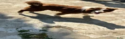 Border Collie cani in vendita: Border collie femmina - Annuncio 6