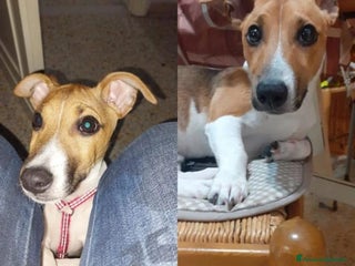 Jack Russell cani REGALO Cucciolo di Jack Russel - Annuncio 1