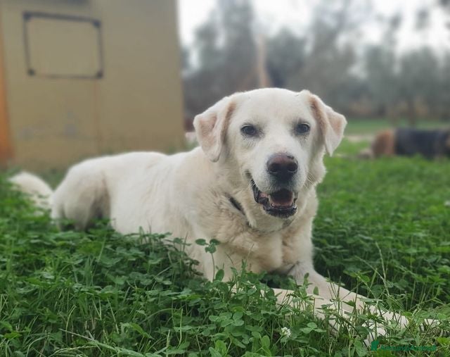 Meticcio cani ZENO un ragazzone dolcissimo a Pomezia - Annuncio 2