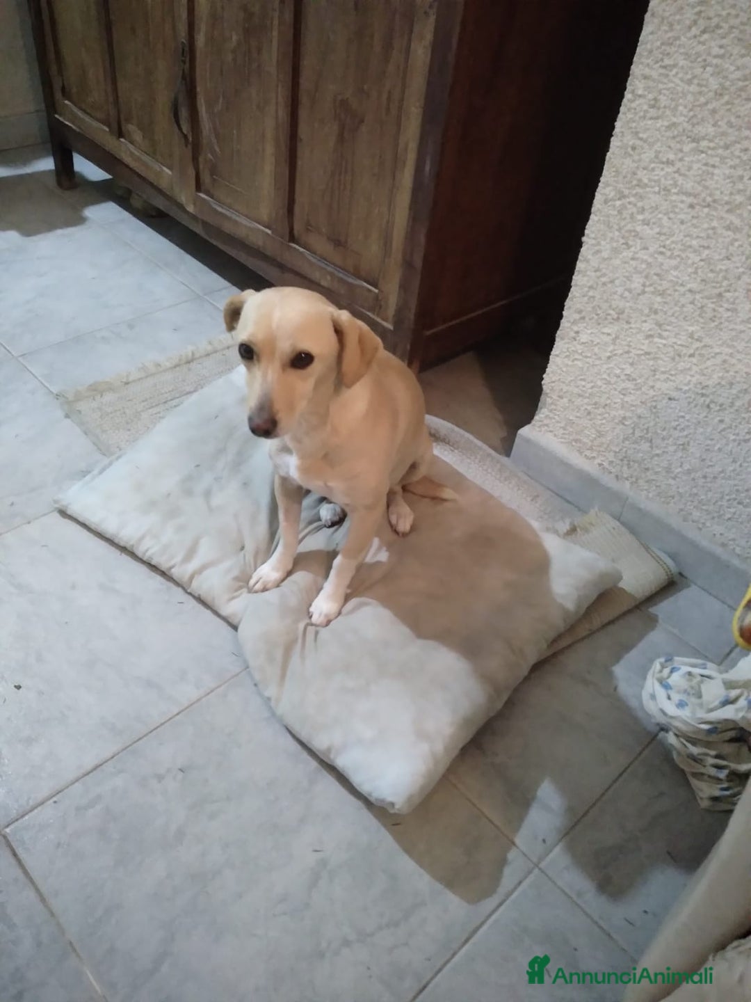 Meticcio cani in regalo: LEA cagnolina taglia piccola di 5 anni - Annuncio 6