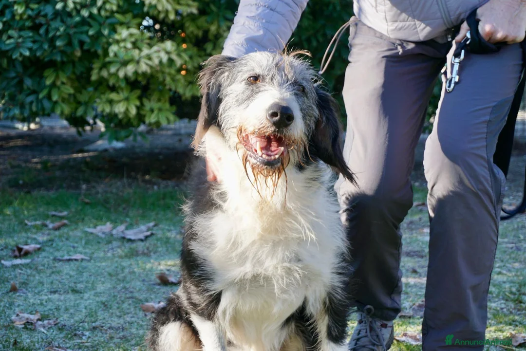 Meticcio cani in regalo: drago  - Annuncio 5