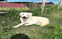 Labrador cani in regalo: Mafalda, labradorina mini a Provincia di Latina - Immagine 2