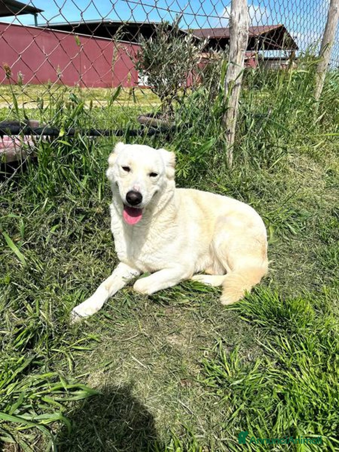 Labrador cani in regalo: Mafalda, labradorina mini a Provincia di Latina - Immagine 2