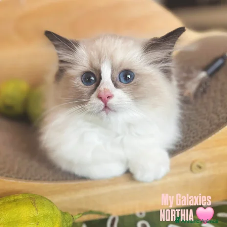 Ragdoll gatti - Annuncio 5