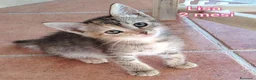 Altre razze gatti in regalo: MICINI, URGENTE!!! TEMPO SCADUTO  a Provincia di Arezzo - Annuncio 9