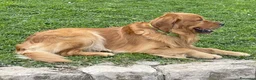 Golden Retriever cani per accoppiamento: GOLDEN RETRIEVER MASCHIO PER ACCOPPIAMENTO - Annuncio 6