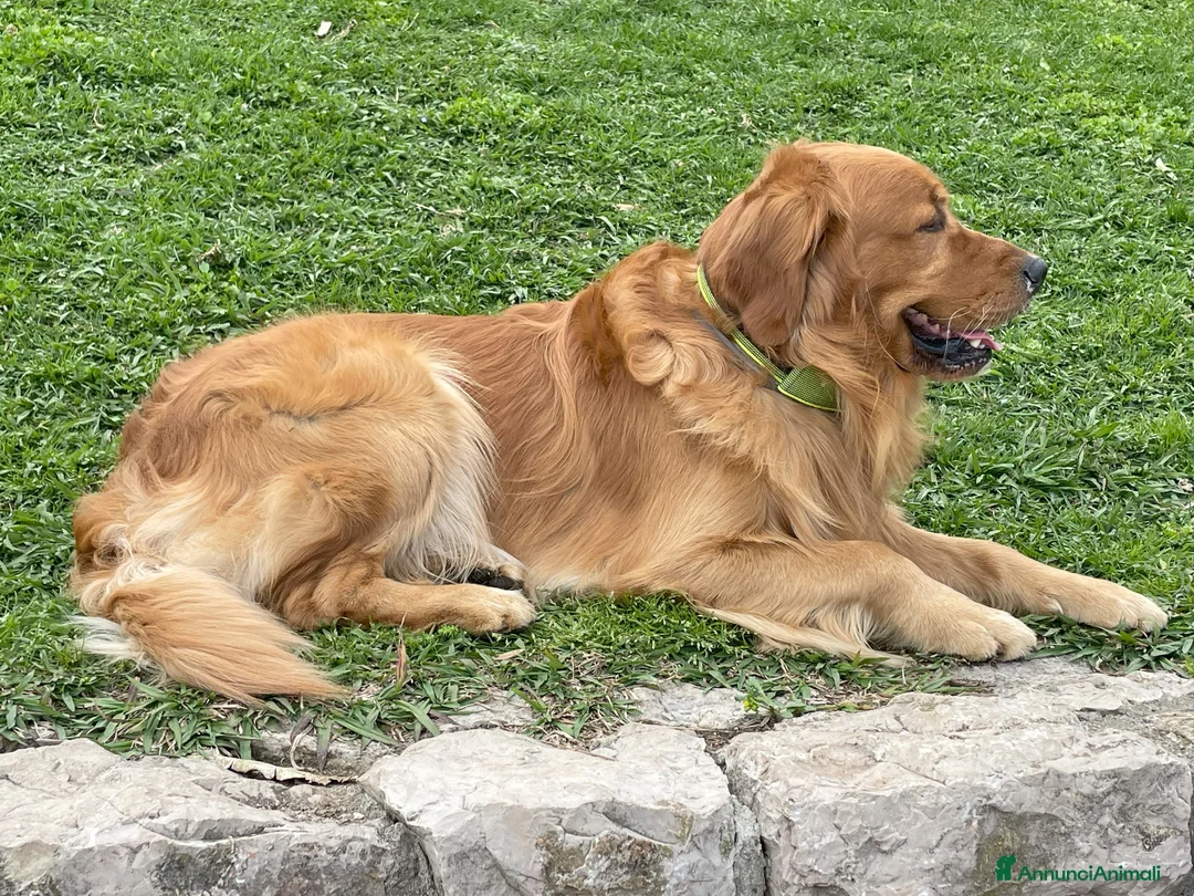 Golden Retriever cani per accoppiamento: GOLDEN RETRIEVER MASCHIO PER ACCOPPIAMENTO - Annuncio 6