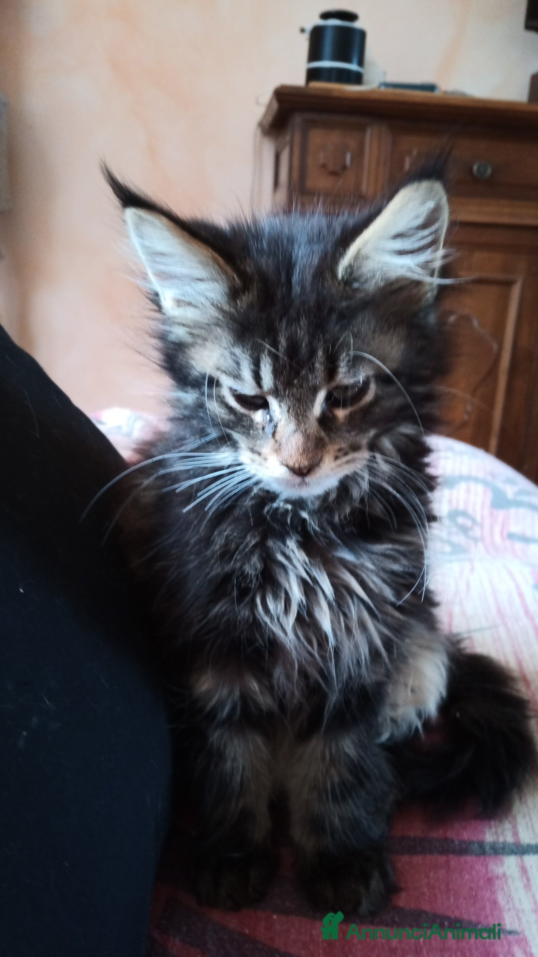 Maine Coon gatti in vendita: Maine coon  - Annuncio 3