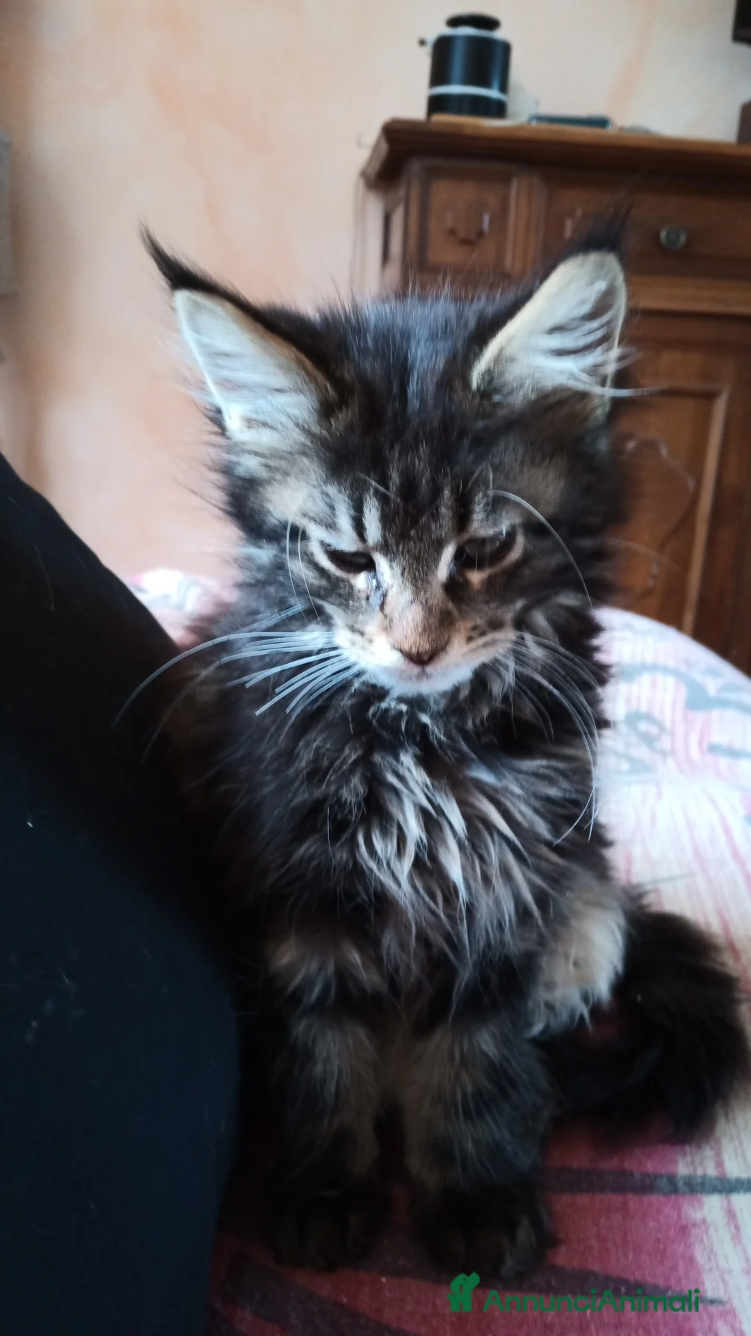 Maine Coon gatti in vendita: Maine coon  - Annuncio 3