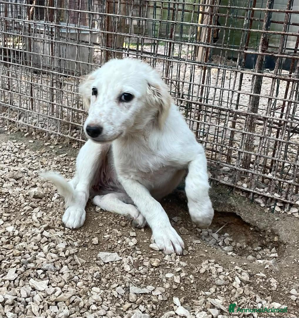 Meticcio cani in regalo: BIANCA E BERNIE - Annuncio 4