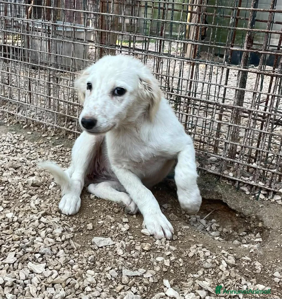 Meticcio cani in regalo: BIANCA E BERNIE - Annuncio 1
