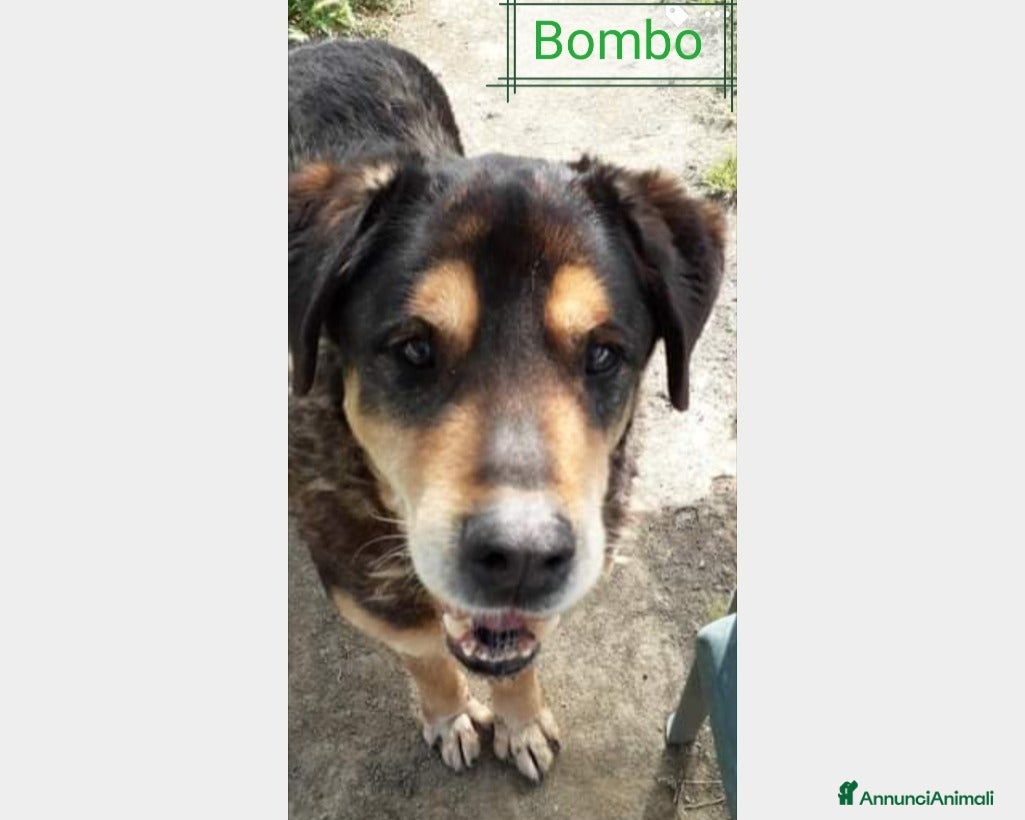 Meticcio cani SE HAI DECISO DI CONDIVIDERE LA TUA VITA  a Roma - Annuncio 2