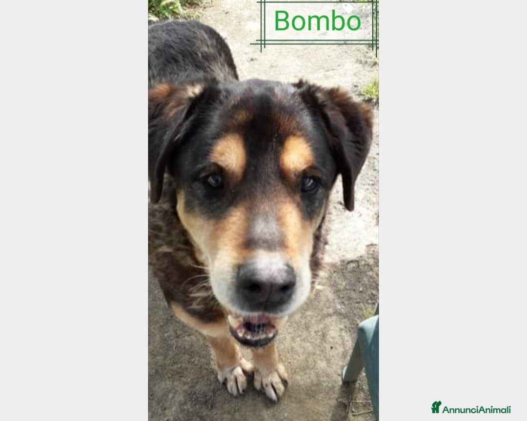 Meticcio cani in regalo: SE HAI DECISO DI CONDIVIDERE LA TUA VITA  a Roma - Annuncio 2