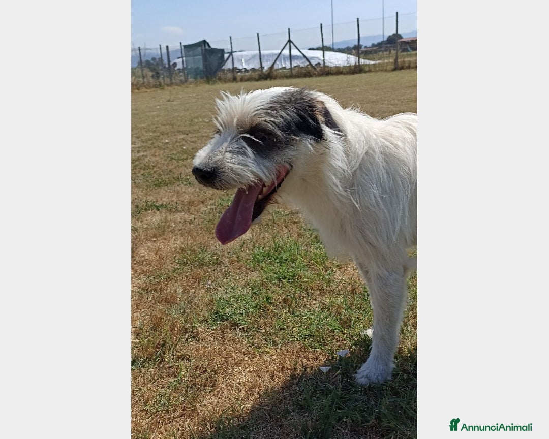 Meticcio cani in regalo: Cirillo, bellissimo mix spinone in canile a Latina - Annuncio 2