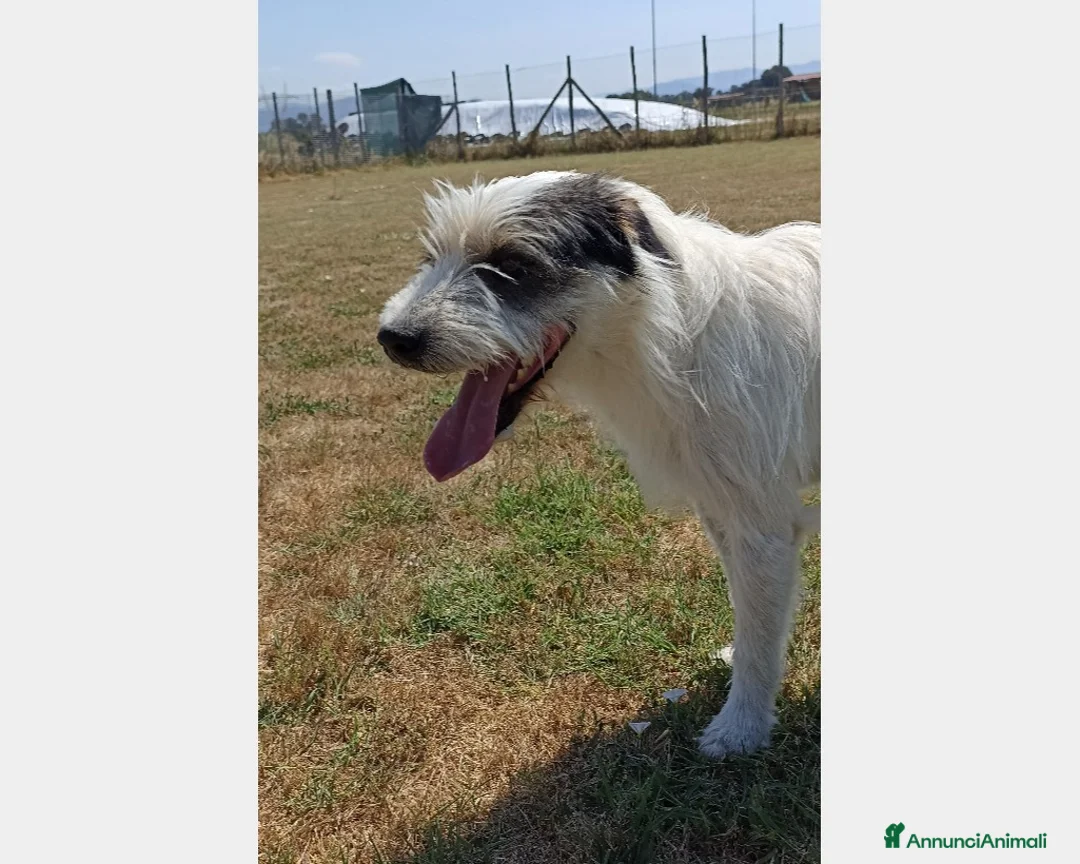 Meticcio cani in regalo: Cirillo, bellissimo mix spinone in canile a Latina - Annuncio 2