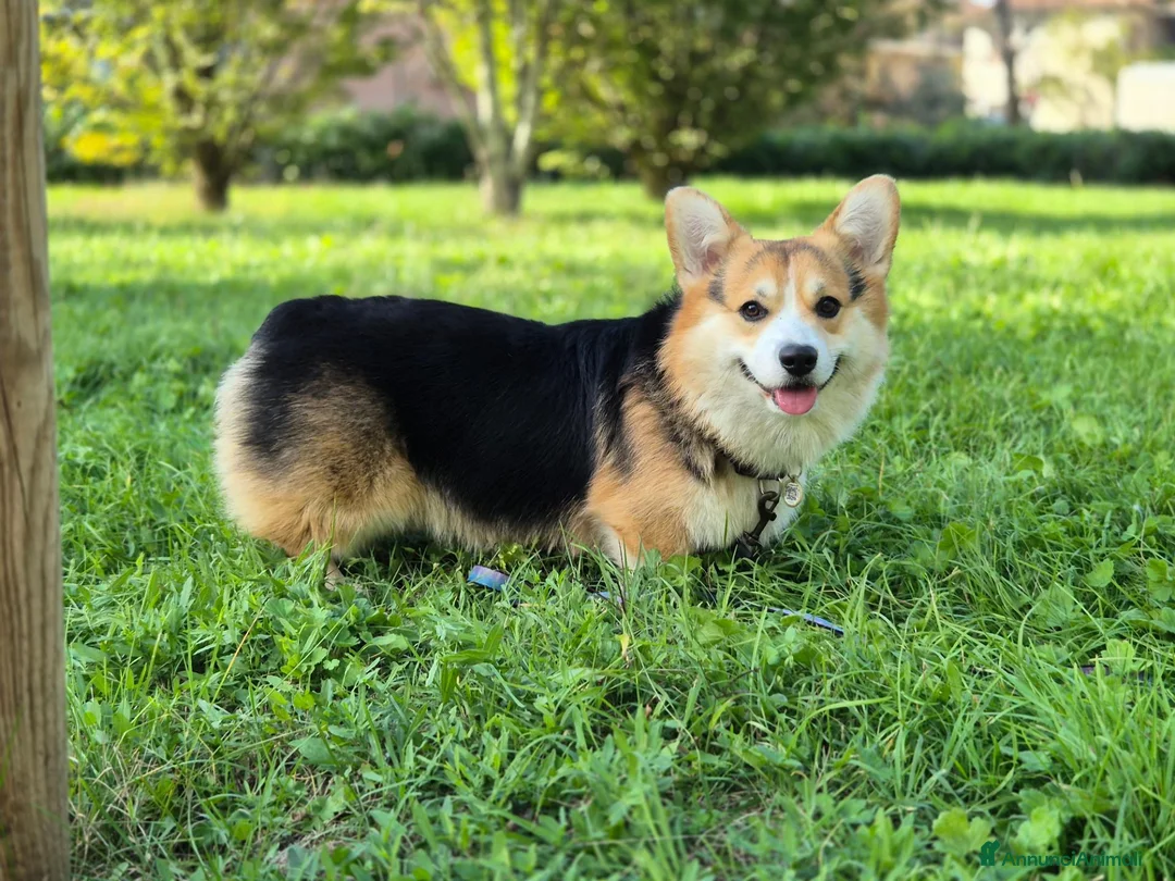 Corgi Pembroke cani in vendita: Cuccioli di Pembroke Welsh Corgi a Città Metropolitana di Firenze - Annuncio 1