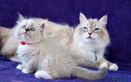 Siberiano gatti in vendita: BELLISSIMI CUCCIOLI IPOALLERGENICI  a Provincia di Pisa - Immagine 5