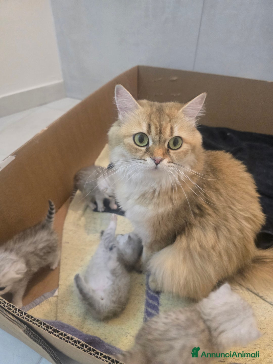 Scottish gatti in vendita: Cucciola scottish fold  - Annuncio 2