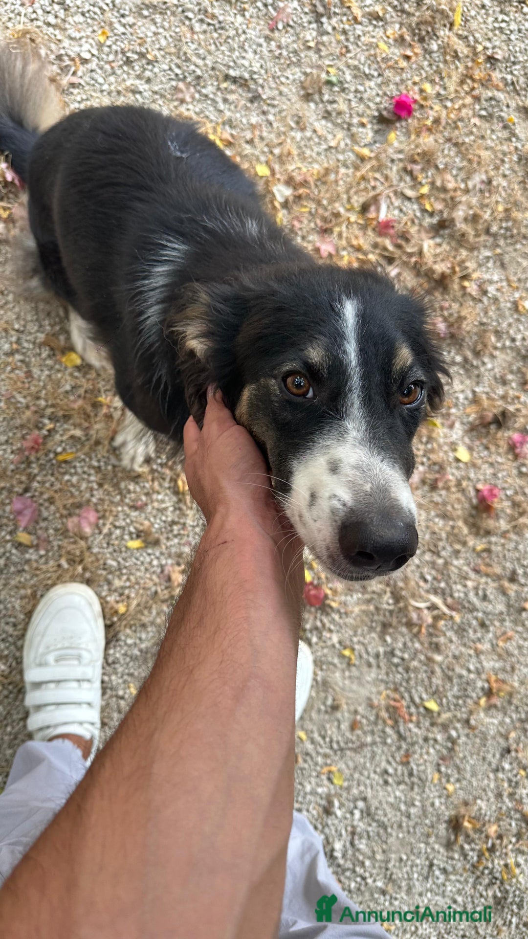 Border Collie cani in regalo: Splendida Border Collie - MILA - Annuncio 1