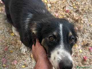 Border Collie cani Splendida Border Collie - MILA - Annuncio 3