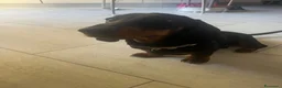 Bassotto cani per accoppiamento: Bassotto con pedigree per monta - Annuncio 6