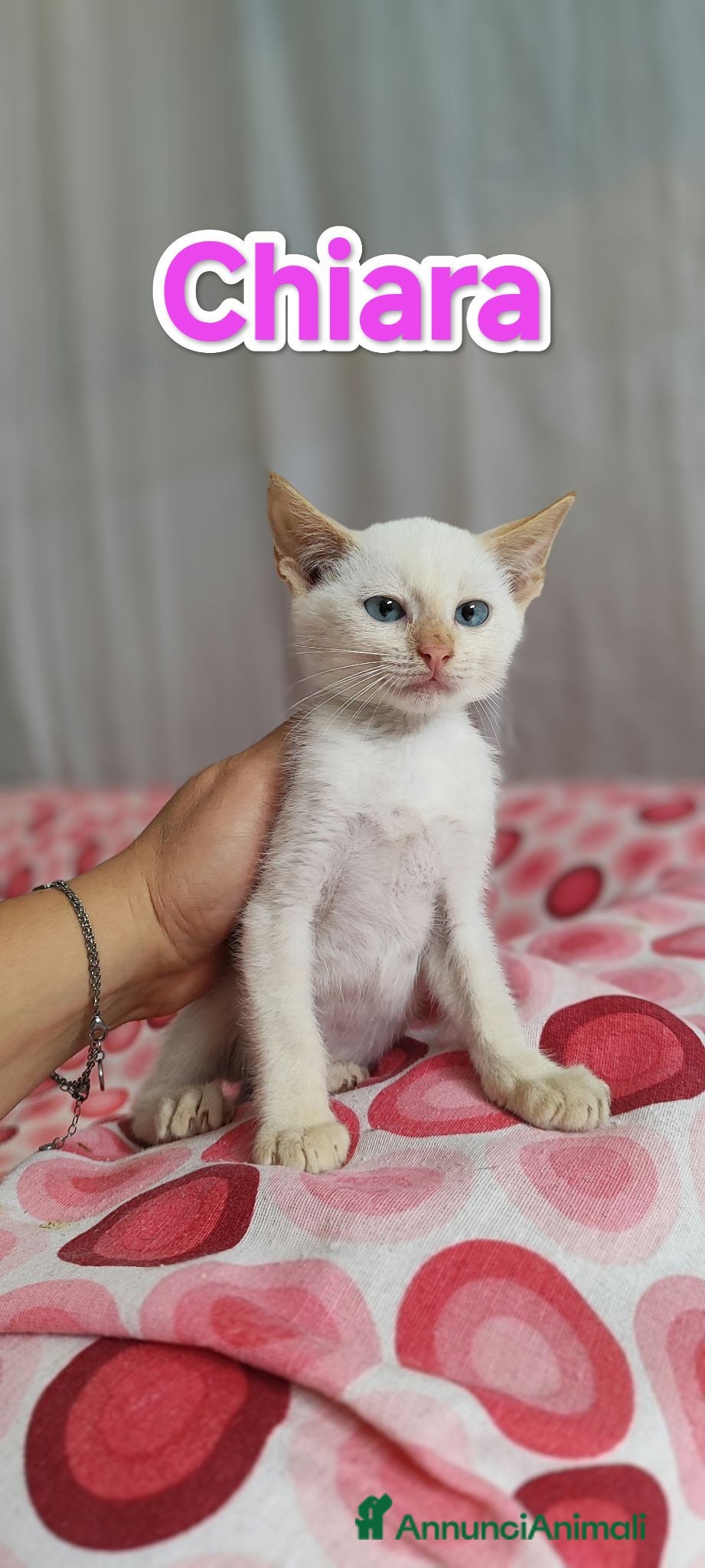 Meticcio gatti TANTI GATTINI IN ADOZIONE URGENTE - Annuncio 1